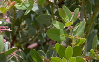 Arctostaphylos pringlei, Pringle Manzanita, Southwest Desert Flora